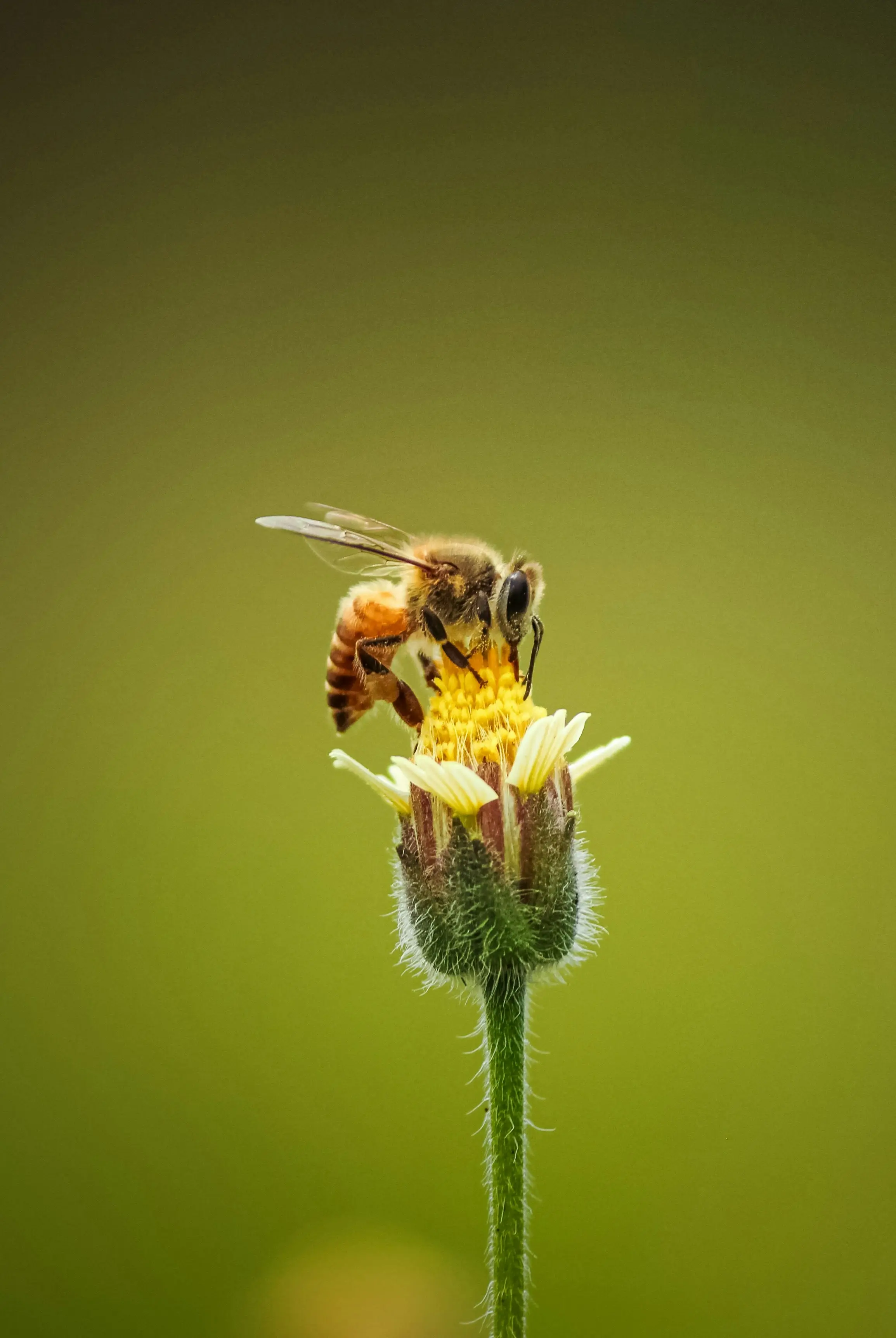Apiculteur sympathique sauvant des abeilles souriantes près d'une ruche dans un jardin ensoleillé, promouvant la sensibilisation au sauvetage des abeilles.